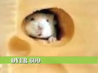 a message from cheesey!